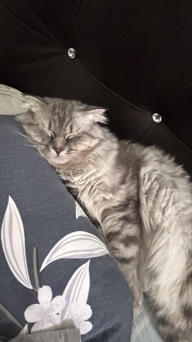 Продаю кота шотландца