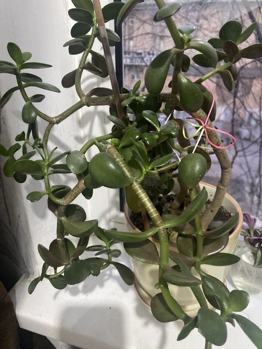 Цветы комнатные  разные ухоженные