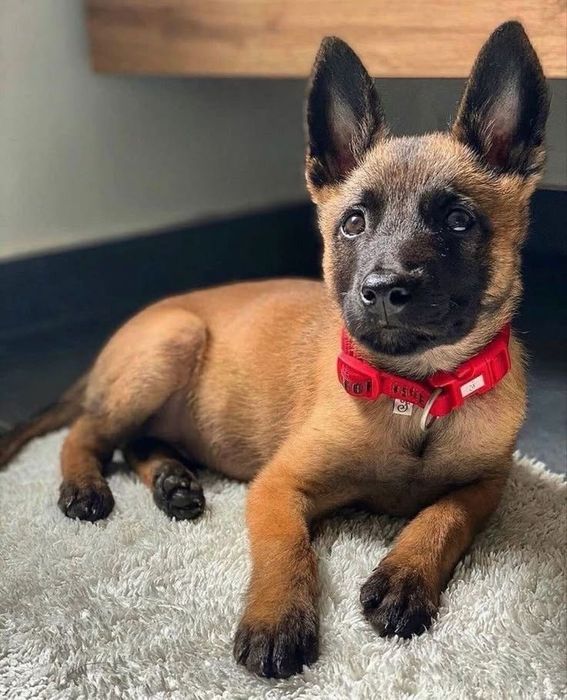 Ciobanesc Belgian Malinois - Femela, 8 saptamani, carnet de sanatate