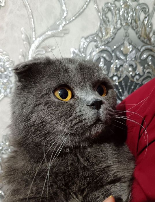Скоттиш фолд мушук