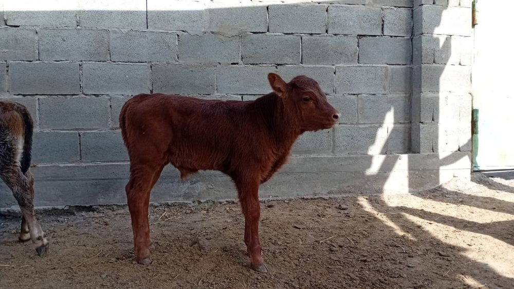 Бычок  телочка  продам