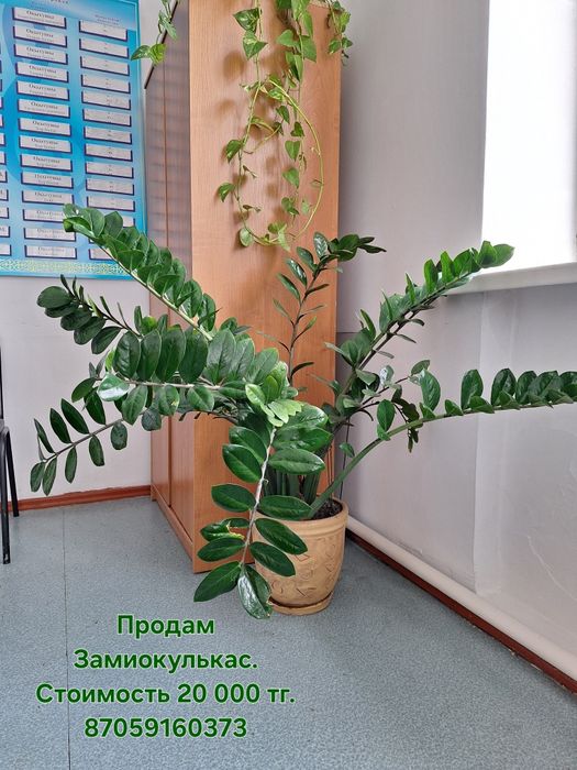 Продам комнатные цветы