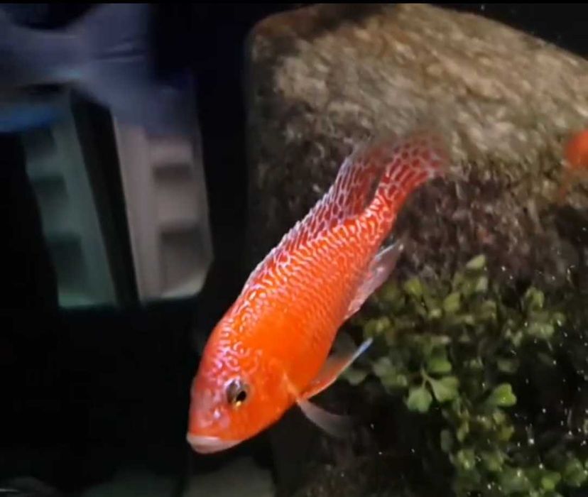 Аулонокара Орхидея Цихлида