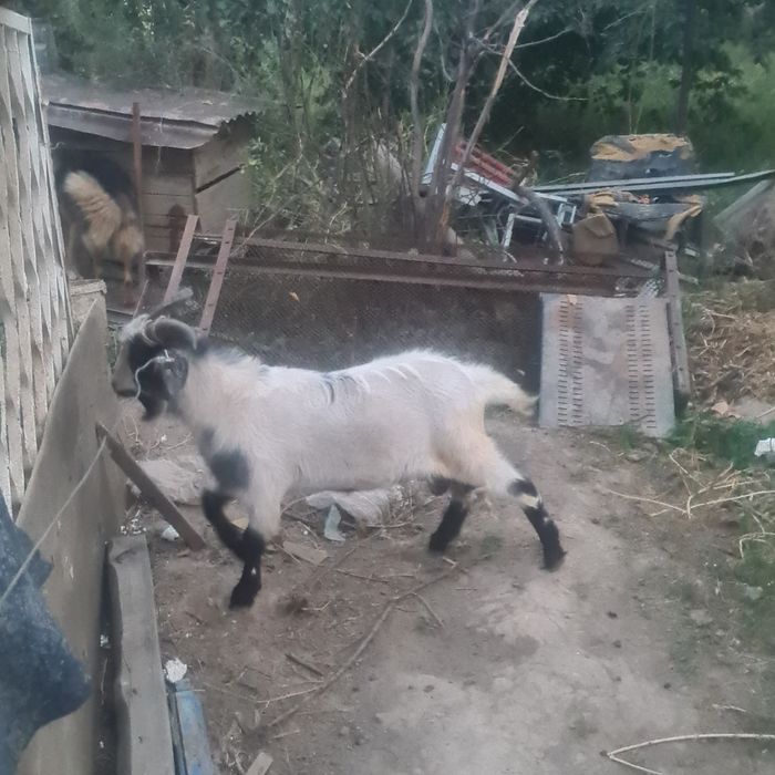 Лак ешкилер бар калада