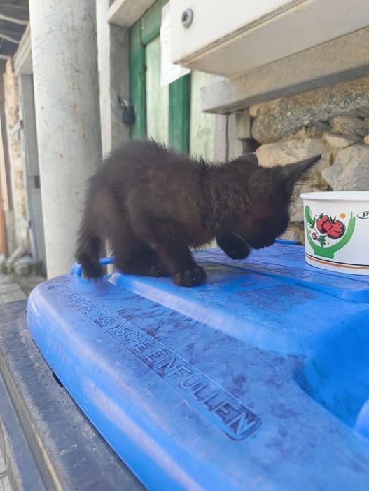 Черно мъжко коте