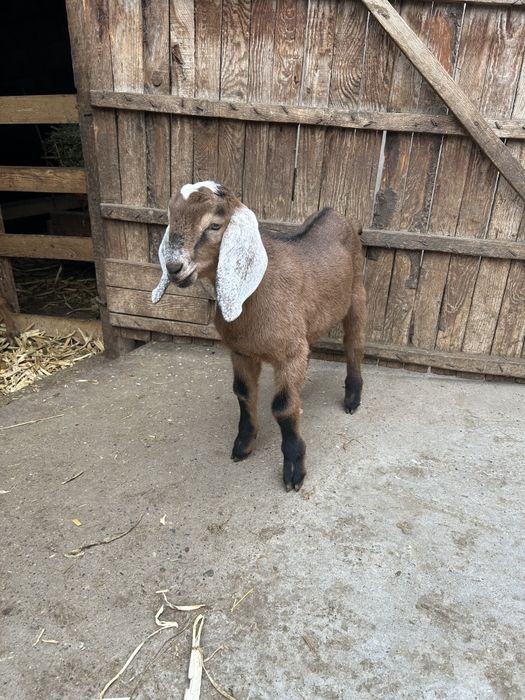 Se vând țapișorii Anglo-Nubian