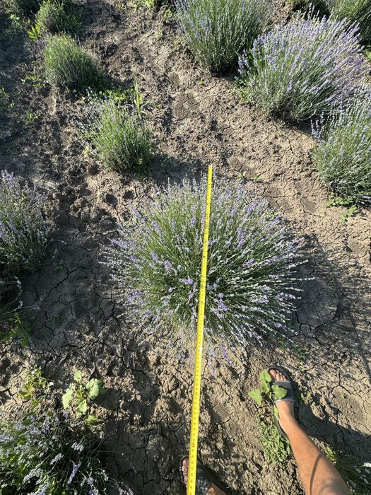 Lavanda tufe anul 3- producator atestat