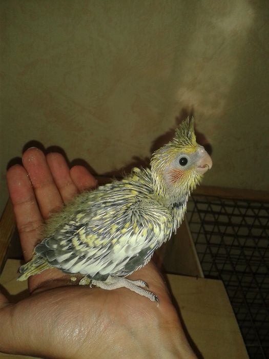 Продам выкормышей корелл