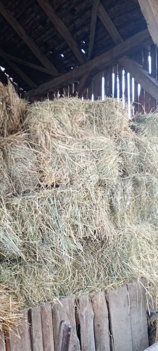 Baloți lucernă/ fân coasa 2-3