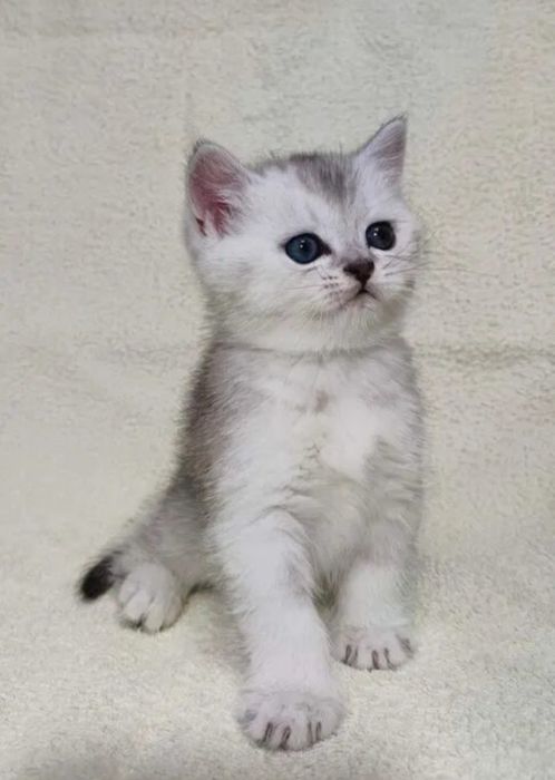 Котята шиншиллы серебристые