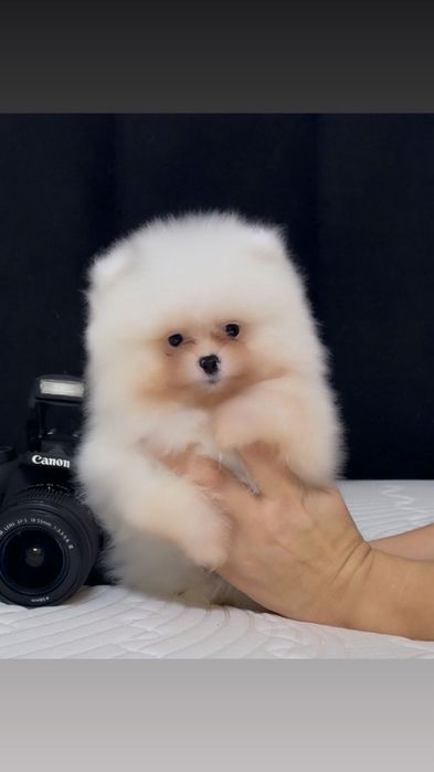 Щенки мини шпиц мальчики