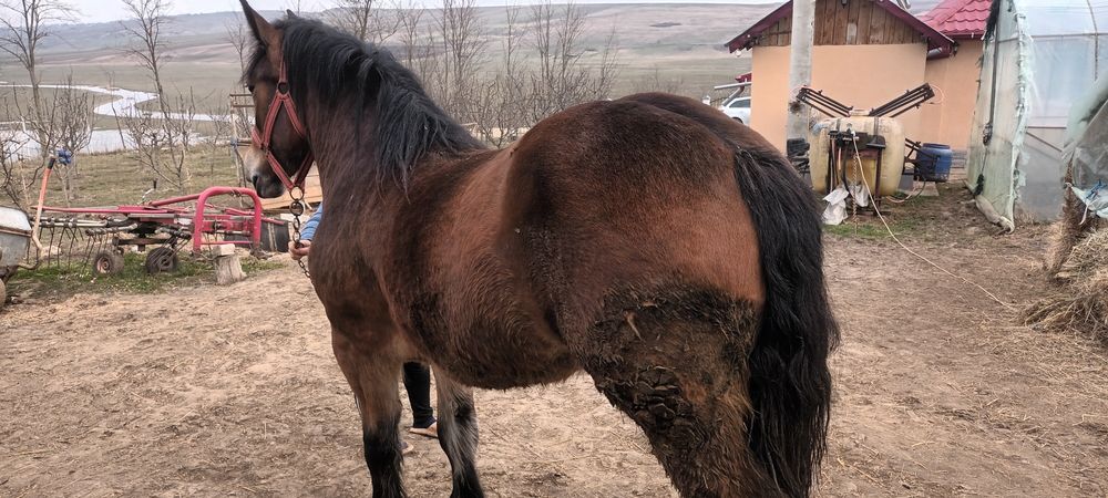 Manza  murga de 2 ani