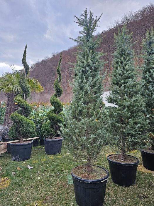 Bonsai pon pon, spirale din tuia, spiralate, tri ball, tuia bile forme