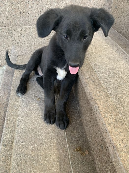 Отдам Щенка лабрадор