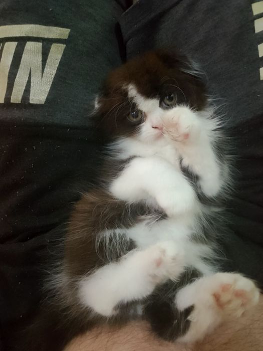 Продам вислоухие котик