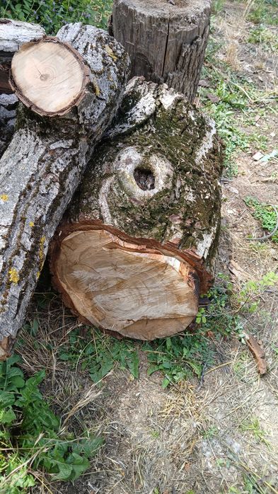 De vanzare trunchi de nuc