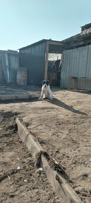 Қарабас немересі