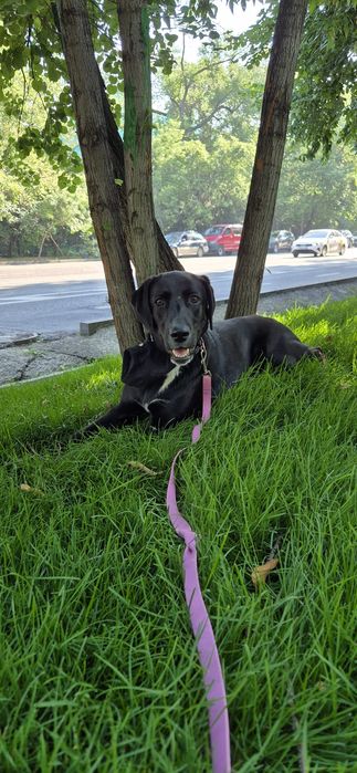 Пропала собака по кличке Гира