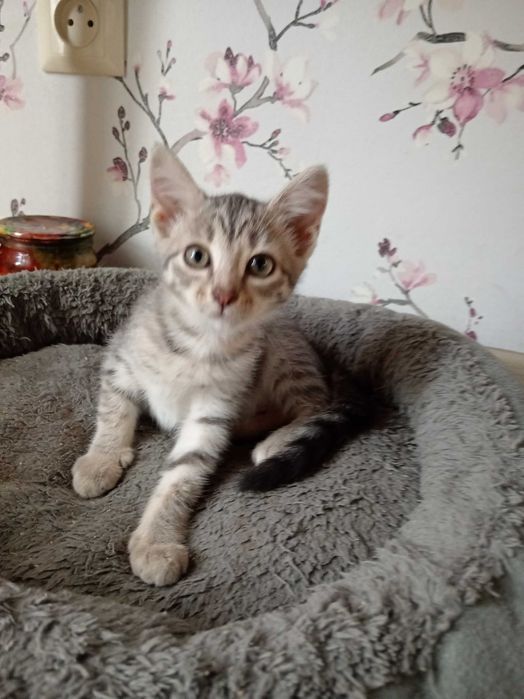 Котенок ищет дом.