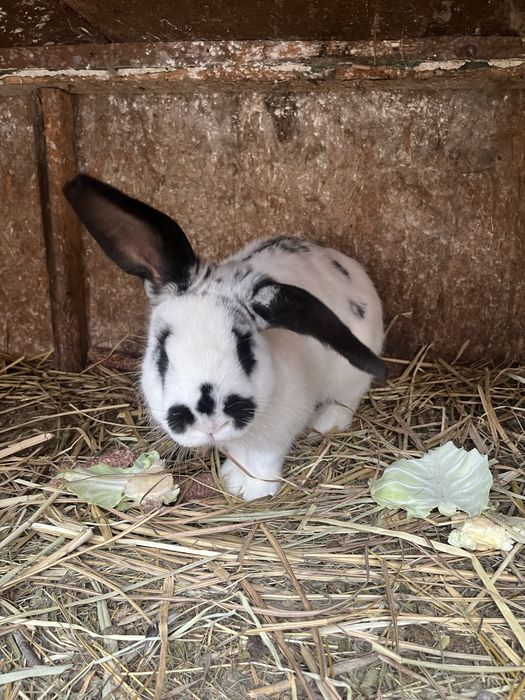 Mascul fluture german