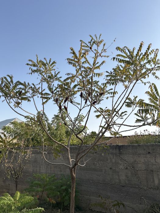 Айлант -сәнді қала ағашы