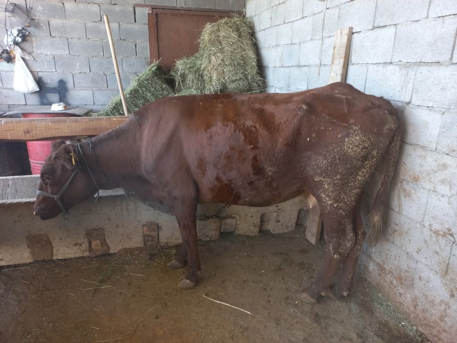 Продам 2 коровы. 2 бас сиыр сатылады