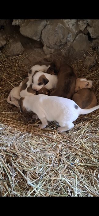 Русская гончая (гончак)