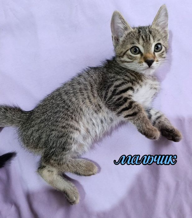Домашние котята ищут любящих хозяев