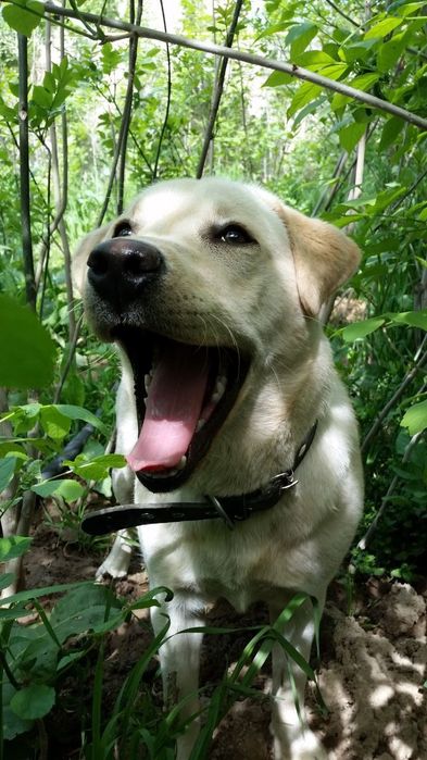 Услуги дрессировщика