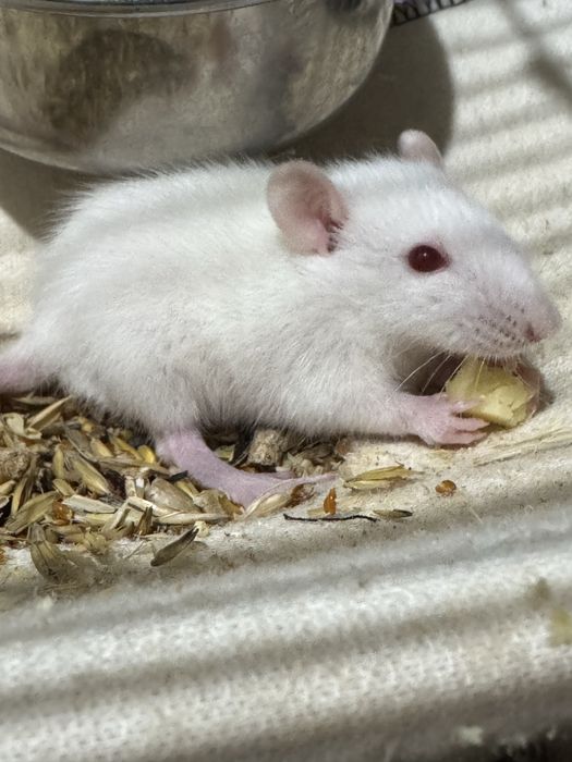 Продам крысят Альбиносов