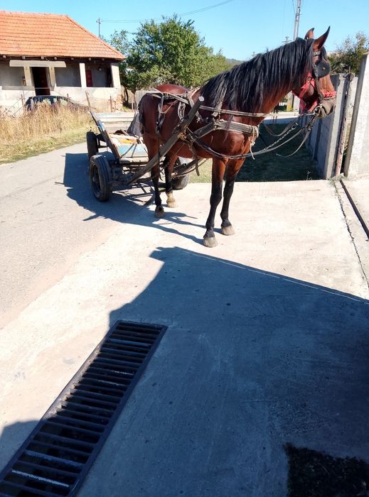 De vânzare armasar de 12 ani fff ciminte