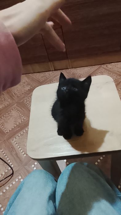 Отдам котенка бесплатно. Срочно!
