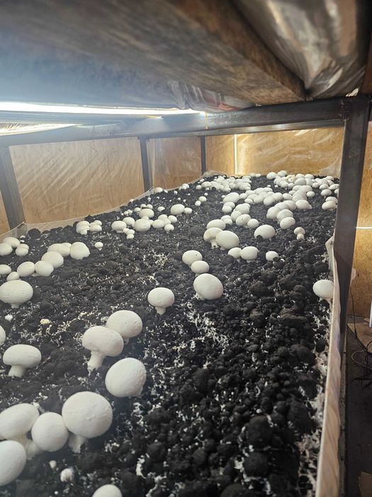 Продам грибницу шапиньенов.