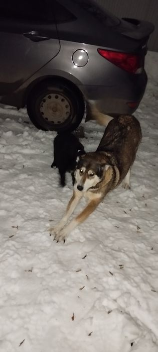 Отдам щенка в добрые руки