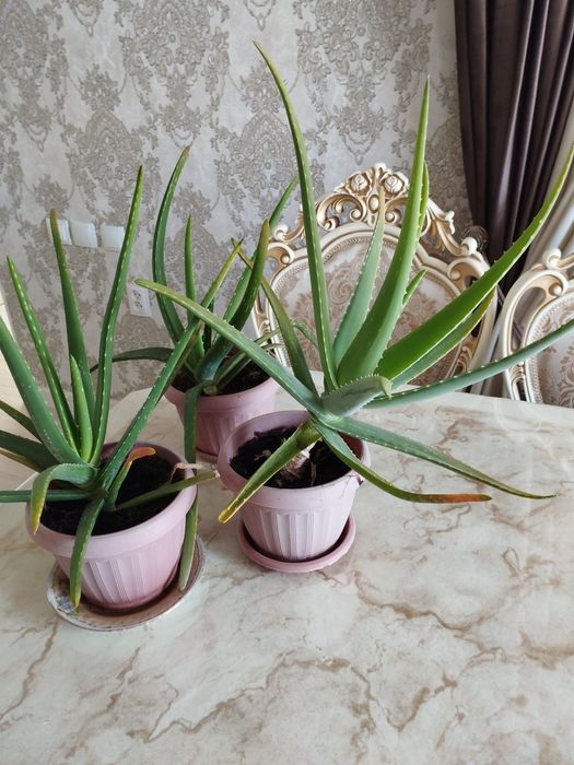 Продам Алоэ Вера