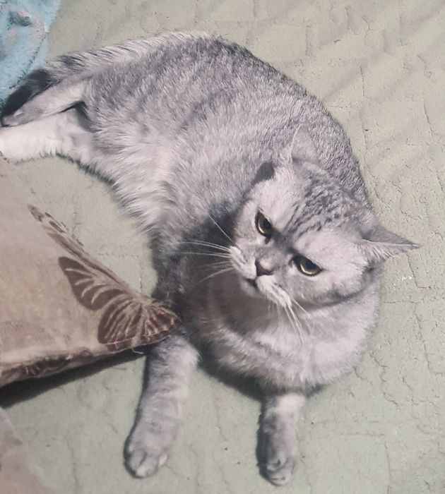 Отдам в добрые ручки