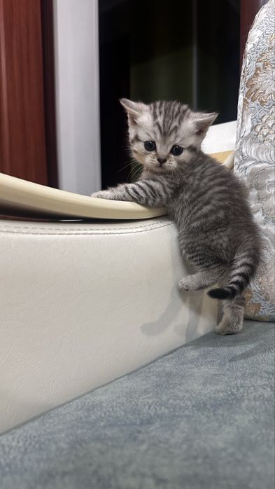 Шатладские котята