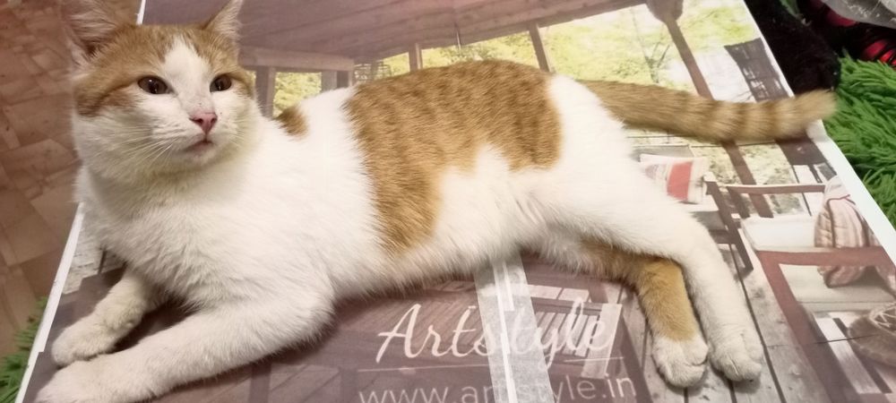 Потерялся котик молодой