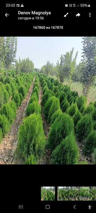 Sezon boshlandi cheklanmagan miqdorda archa kuchatini yetqazib beramiz