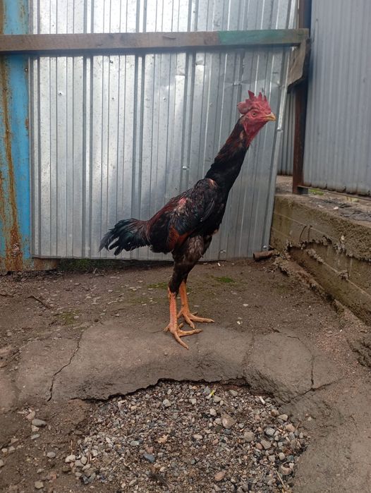 Дакан спар жоқ ннн