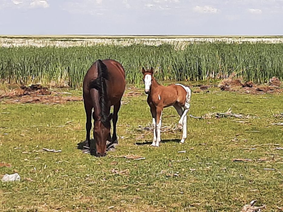 Биелер сатылады Акмола обл