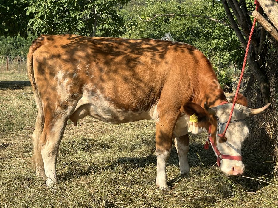 Vand junica la prima fatare Valea Sibiciului • OLX.ro