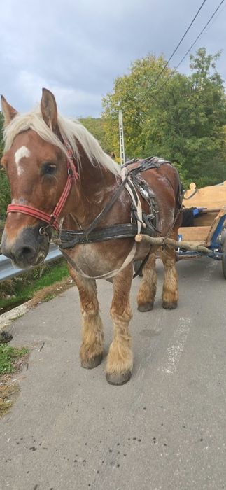 Vand armasar de 9 ani bun de lucru fara defecte