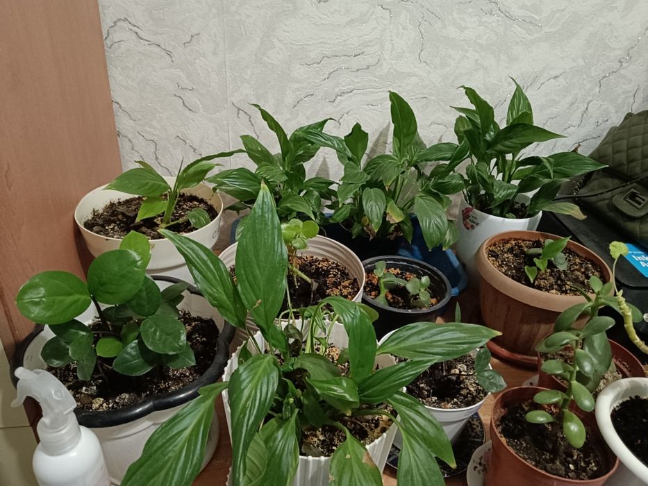 Продам цветы 1500 т