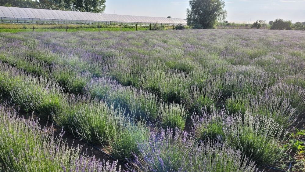 Tufe Butasi Lavanda mari și frumoși - Bucuresti