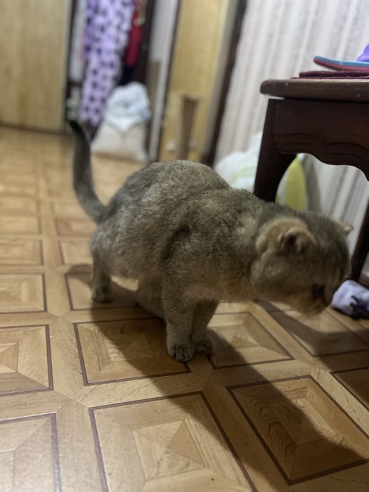 Продам кота золотая шиншилла