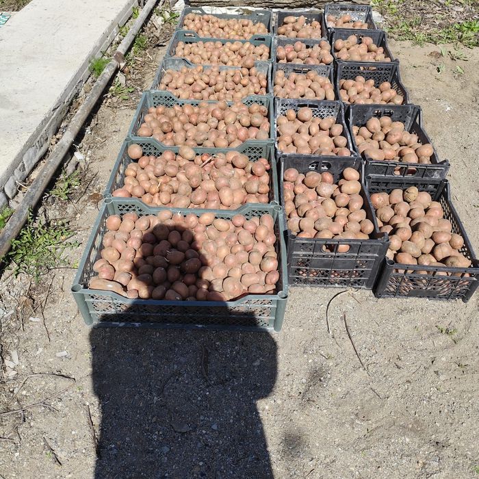 Картофель семенной