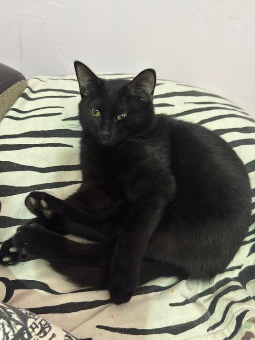 Продам кошку за 25тыс