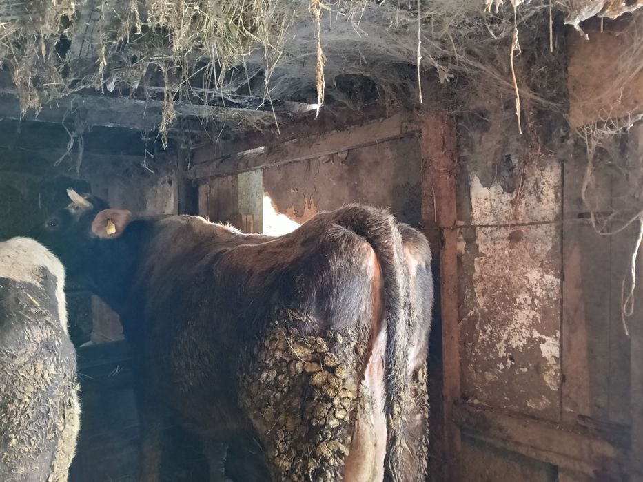 Продам дойную корову