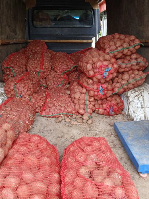 Cartofi samanta, pentru porci ! , cartofi mancare 2.5 kg !